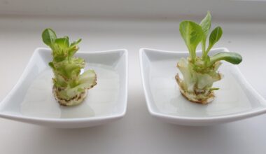 Regrowing: Wie kriege ich den Romana-Salat zum Wurzeln?