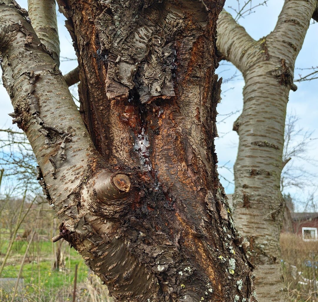 Was hat mein Kirschbaum da?