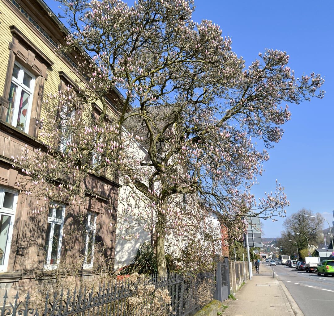 Die Magnolie blüht, der Frühling kommt