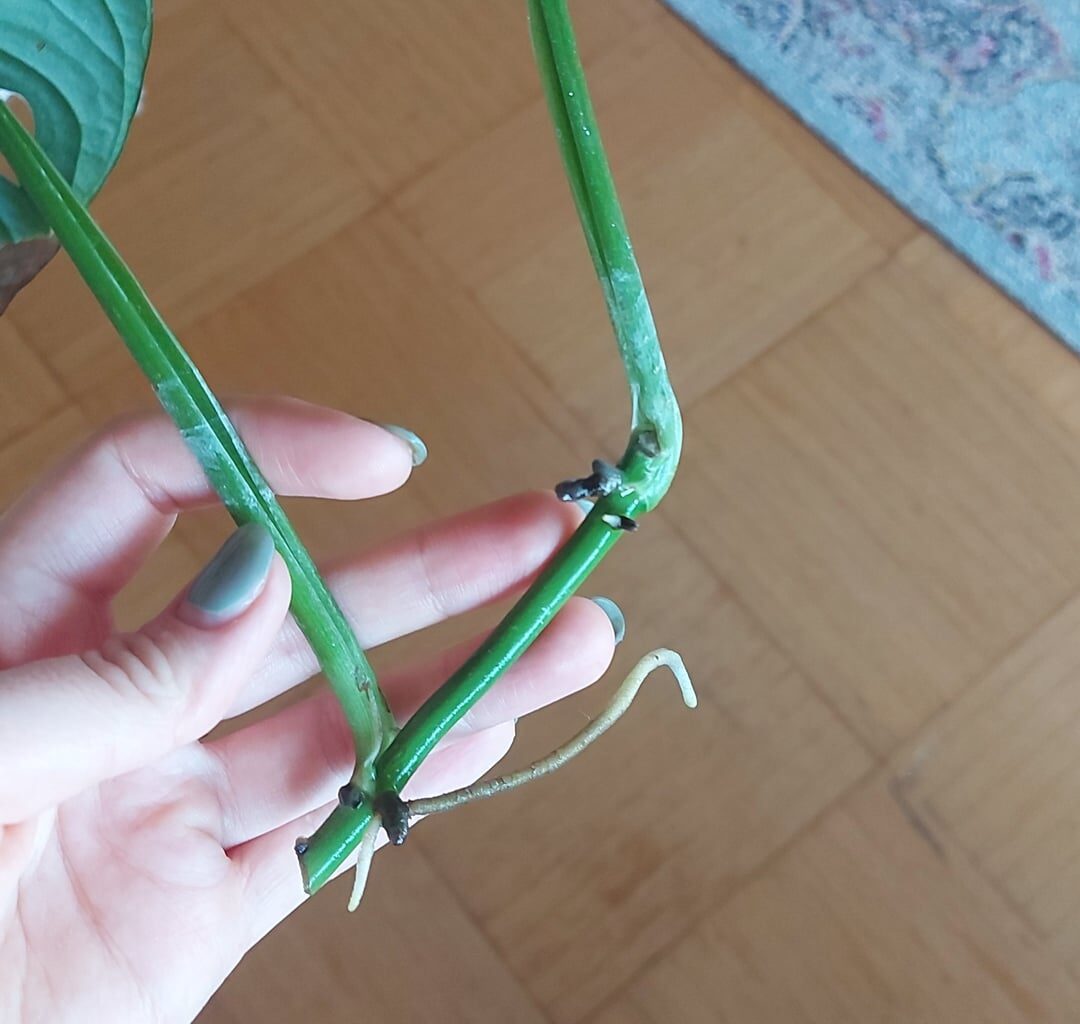 Monstera Ableger - Was tun?