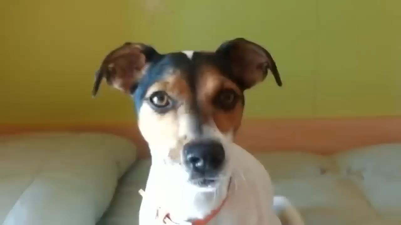 Funny dogs