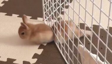 Pet Escape Artists | Funny Pet Video Compilation | The Pet Collective - YouTube