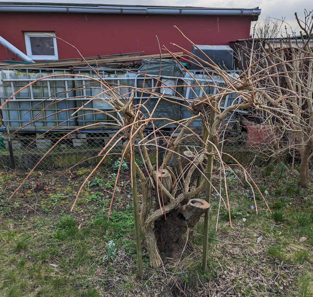 Weiß jemand, um welche Pflanze es sich handelt?