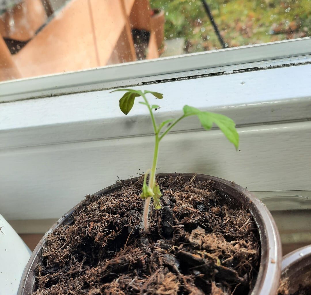 Warum verwelcken die untersten Blätter meiner Tomaten?