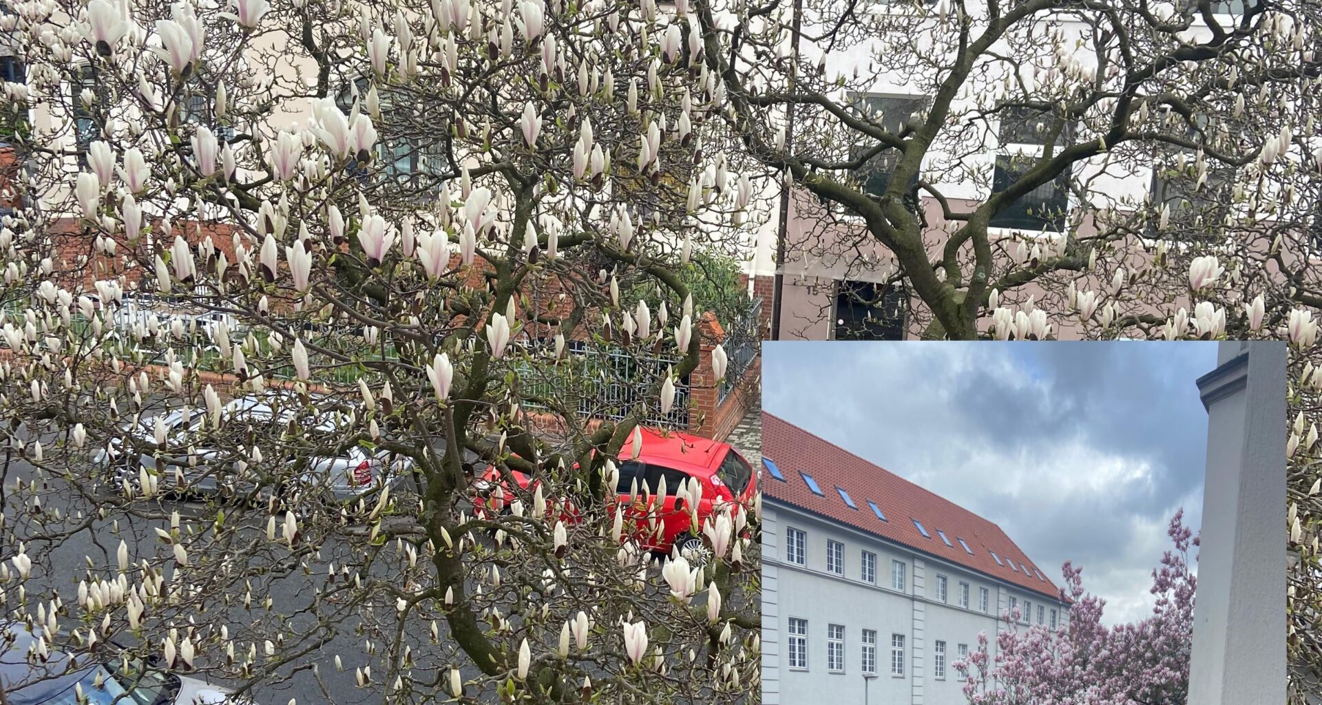 Magnolie blüht nicht richtig?