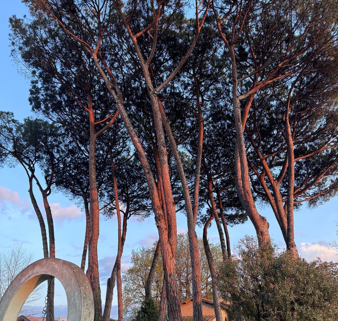 Was für ein Baum ist das? Steht in Italien bei Rom