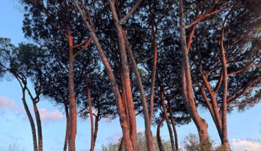 Was für ein Baum ist das? Steht in Italien bei Rom