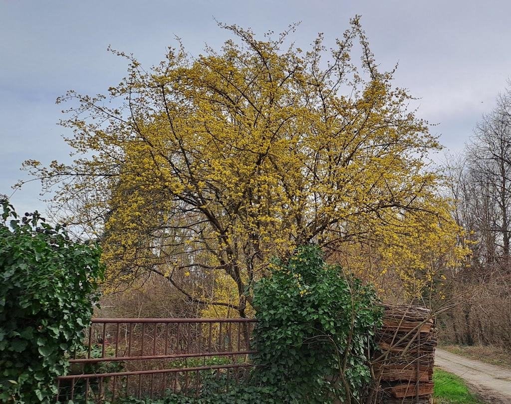 Ein paar Frühlingsboten