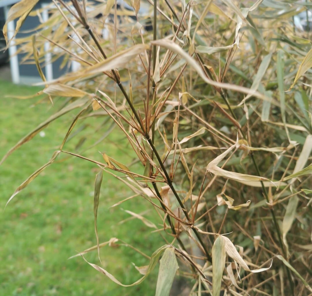 Bambus fergesia - ist das normal?