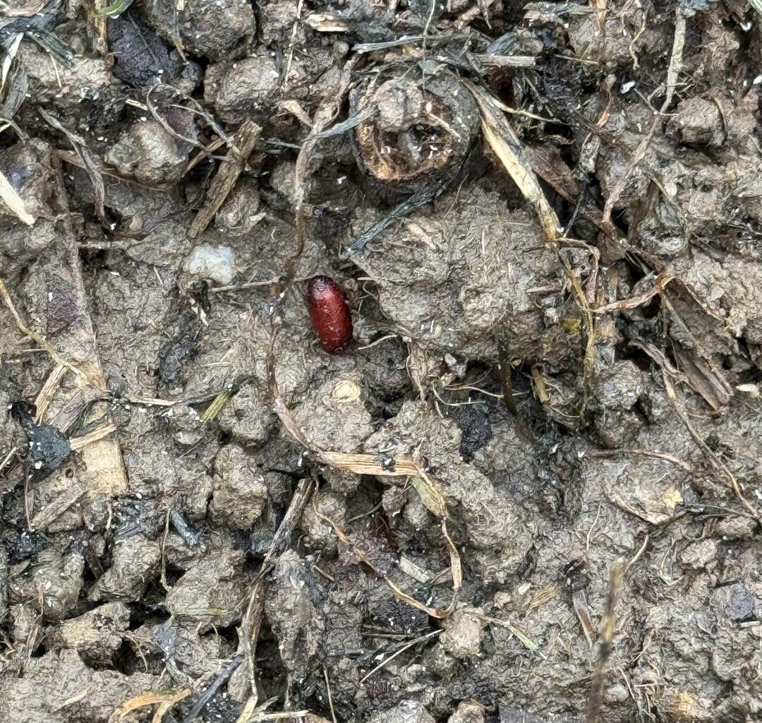 Könnt ihr mir bei der Identifikation dieser Eier (?) helfen?