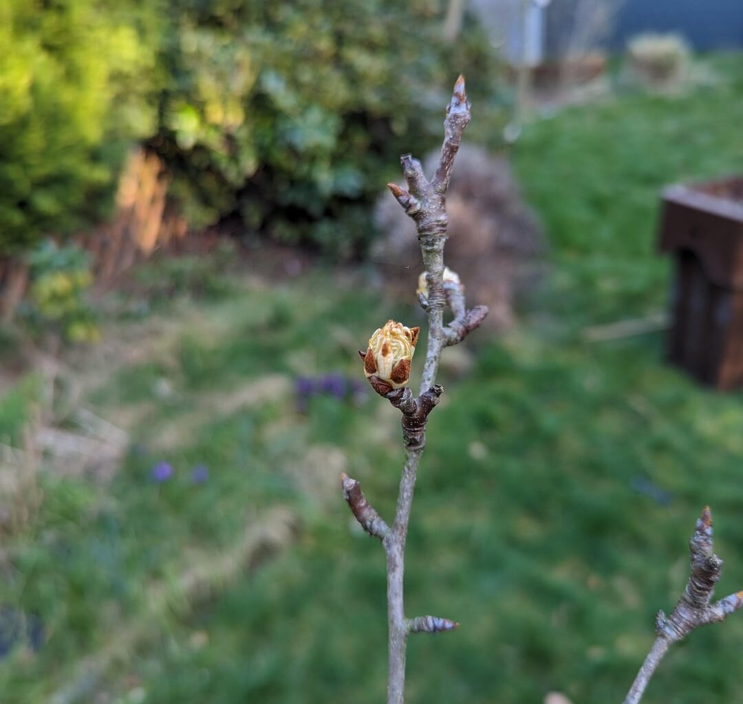 Birnengitterrost. Jetzt sprühen?