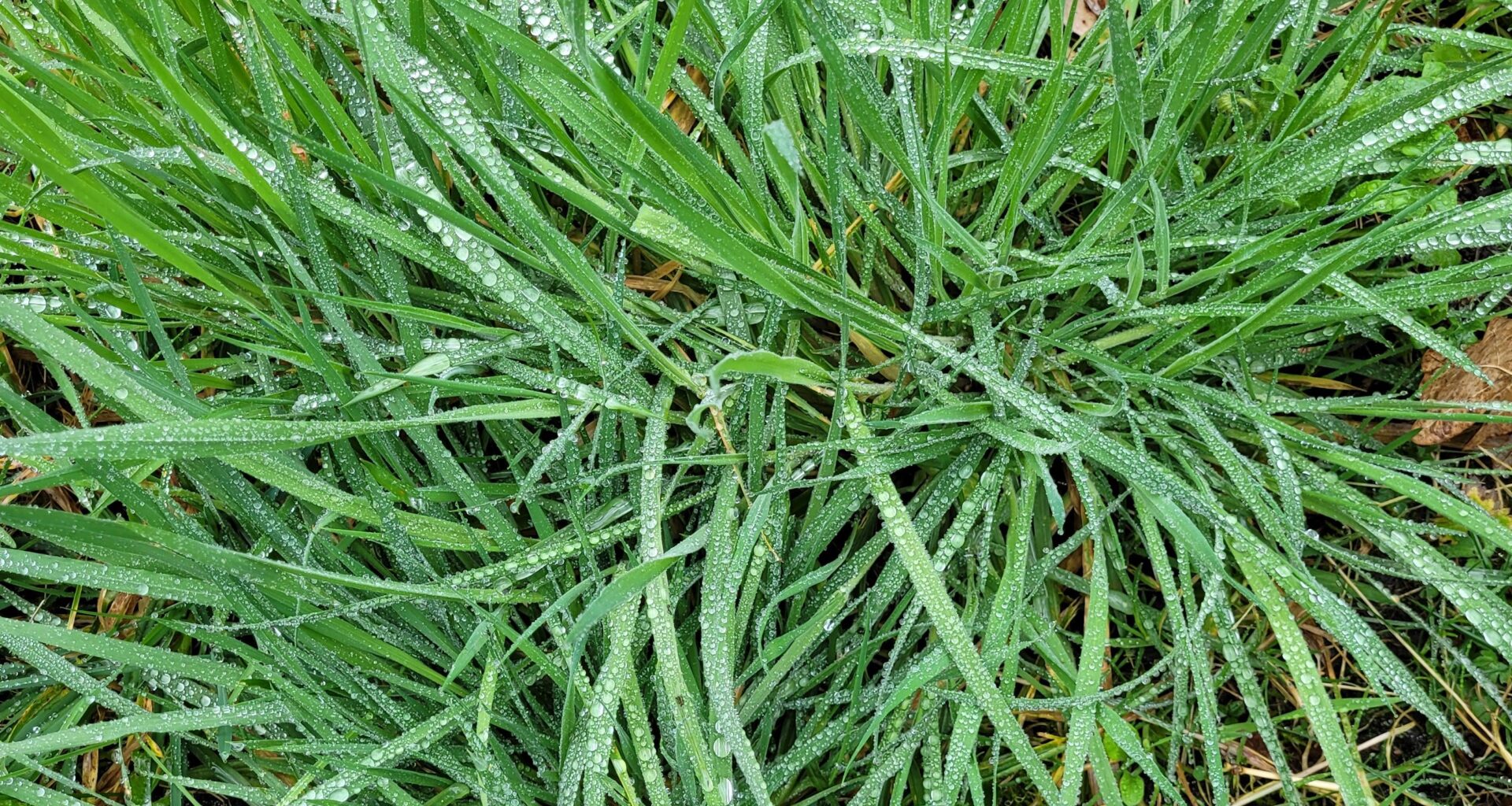 Gras auf der Blühwiese