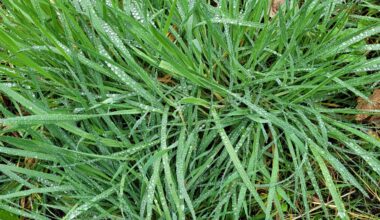 Gras auf der Blühwiese