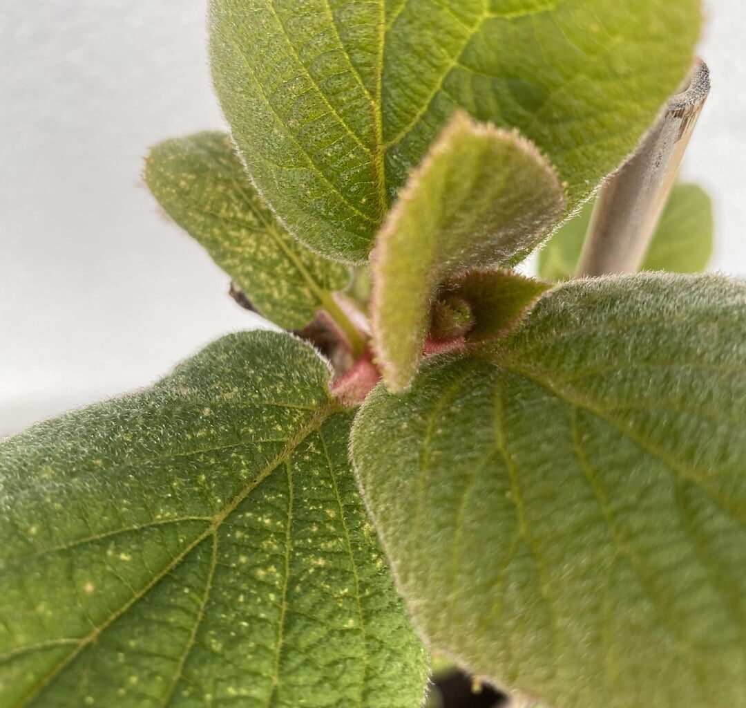 Was sind das für Flecken an meiner Kiwi?