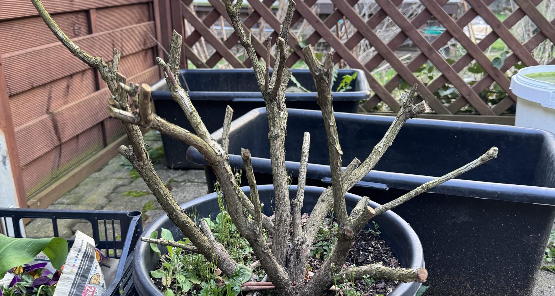 Rhododendron noch zu retten?