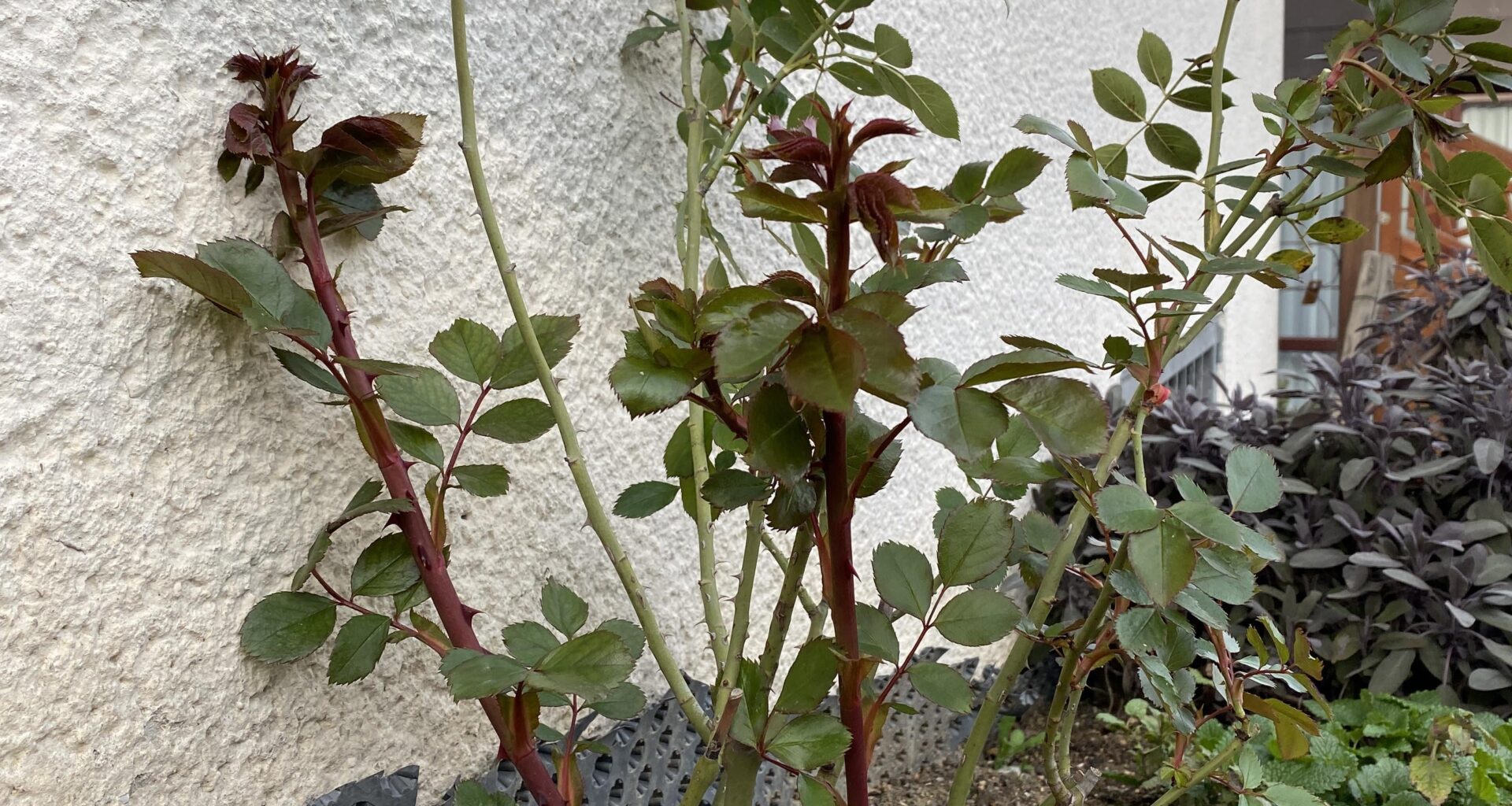 Was macht meine Rose da: ist das gut oder kann das weg?