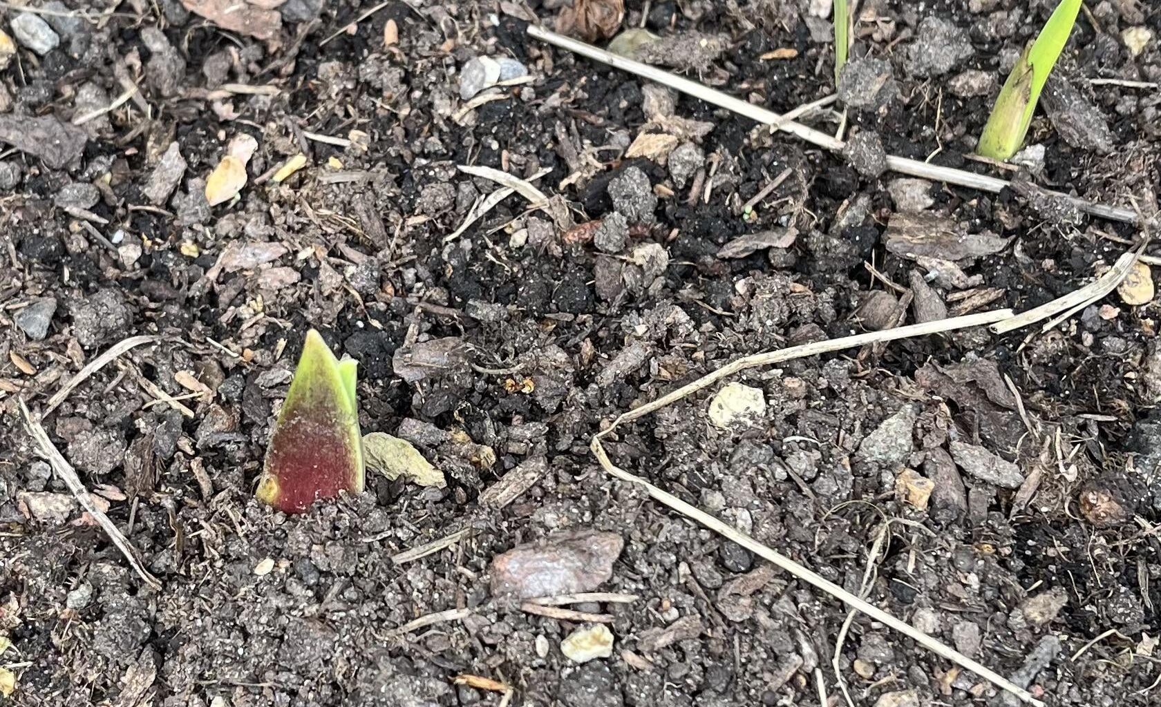 Gladiolen treiben zu früh aus