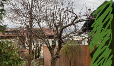 Apfelbaum im Garten, fauliger Stamm, was tun?