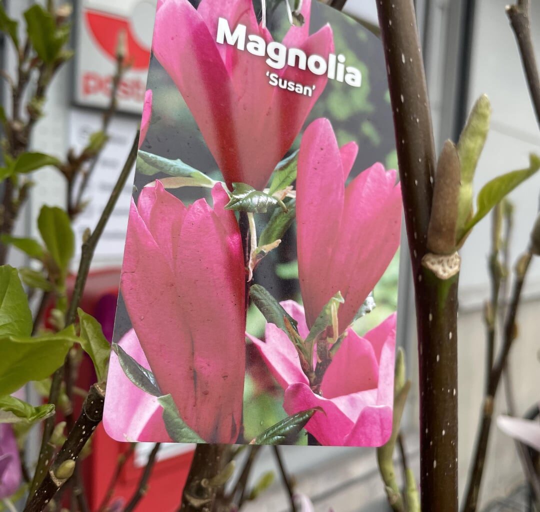 Magnolien