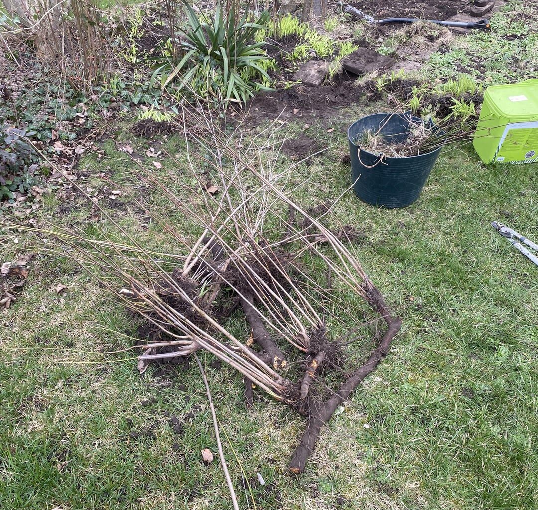 Wurzelgewächs im Garten