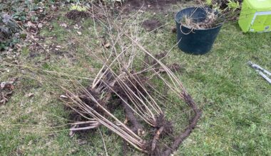 Wurzelgewächs im Garten