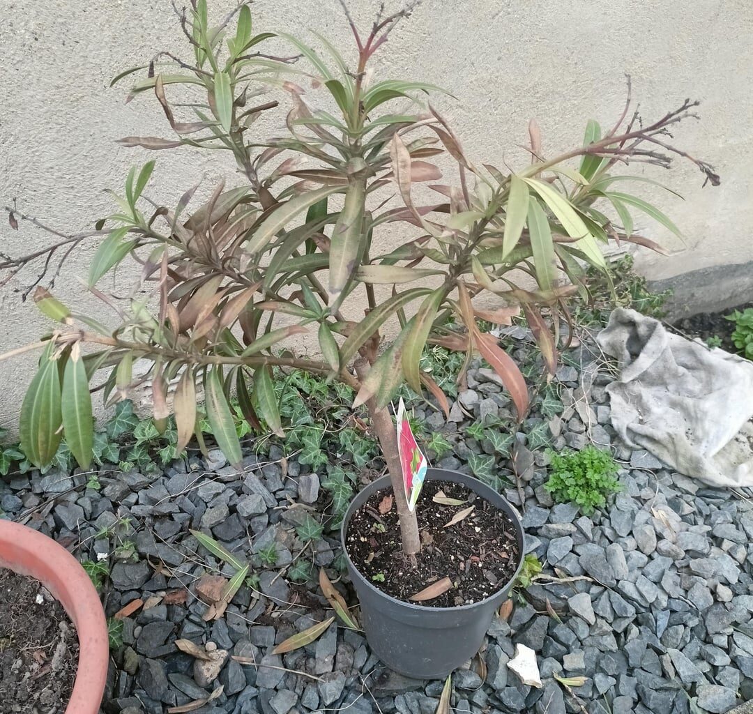 Wie rette ich meinen Oleander?