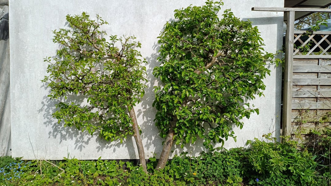 Apfelbaum trägt keine Früchte