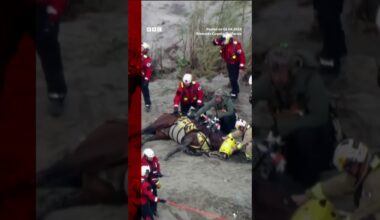 Horse airlifted after nearly 24 hours stuck in California river. #Shorts #Horse #California #BBCNews