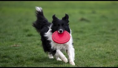 Les chiens comprennent quand on leur parle, selon une étude