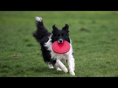 Les chiens comprennent quand on leur parle, selon une étude