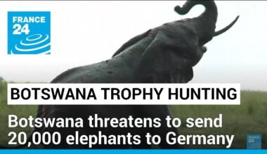 Botswana threatens to send 20,000 elephants to Germany • FRANCE 24 English