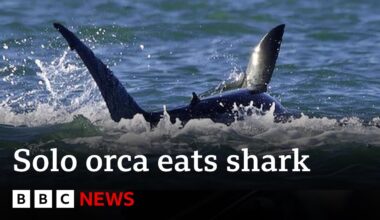 Killer whale hunts and eats great white shark | BBC News