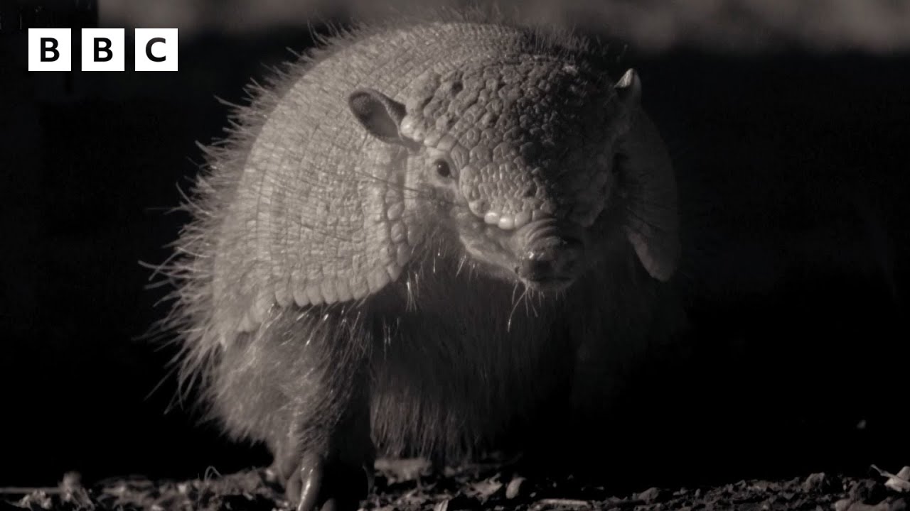 Amazing armadillo looks for love | Mammals - BBC