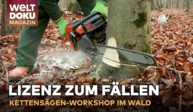 LIZENZ ZUM KETTENSÄGEN! Holzfäller-Crashkurs: Brennholz sicher selbst fällen | WELT Doku Magazin