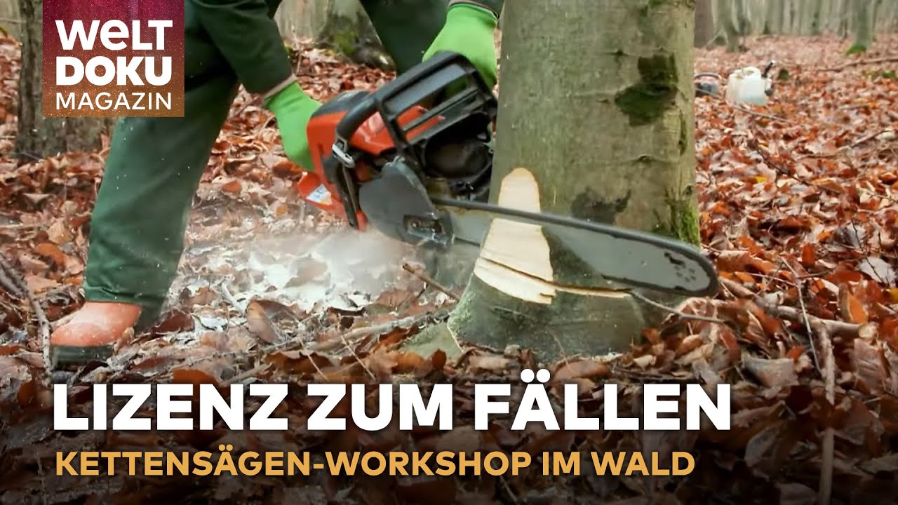 LIZENZ ZUM KETTENSÄGEN! Holzfäller-Crashkurs: Brennholz sicher selbst fällen | WELT Doku Magazin