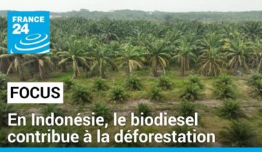 En Indonésie, le biodiesel contribue à la déforestation • FRANCE 24