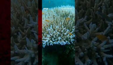 Coral turns white and dies due to record ocean heat. #Shorts #Coral #BBCNews