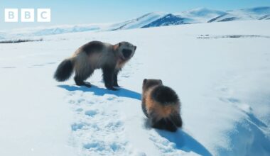 Incredible first look at a baby wolverine 🥹 | Mammals - BBC