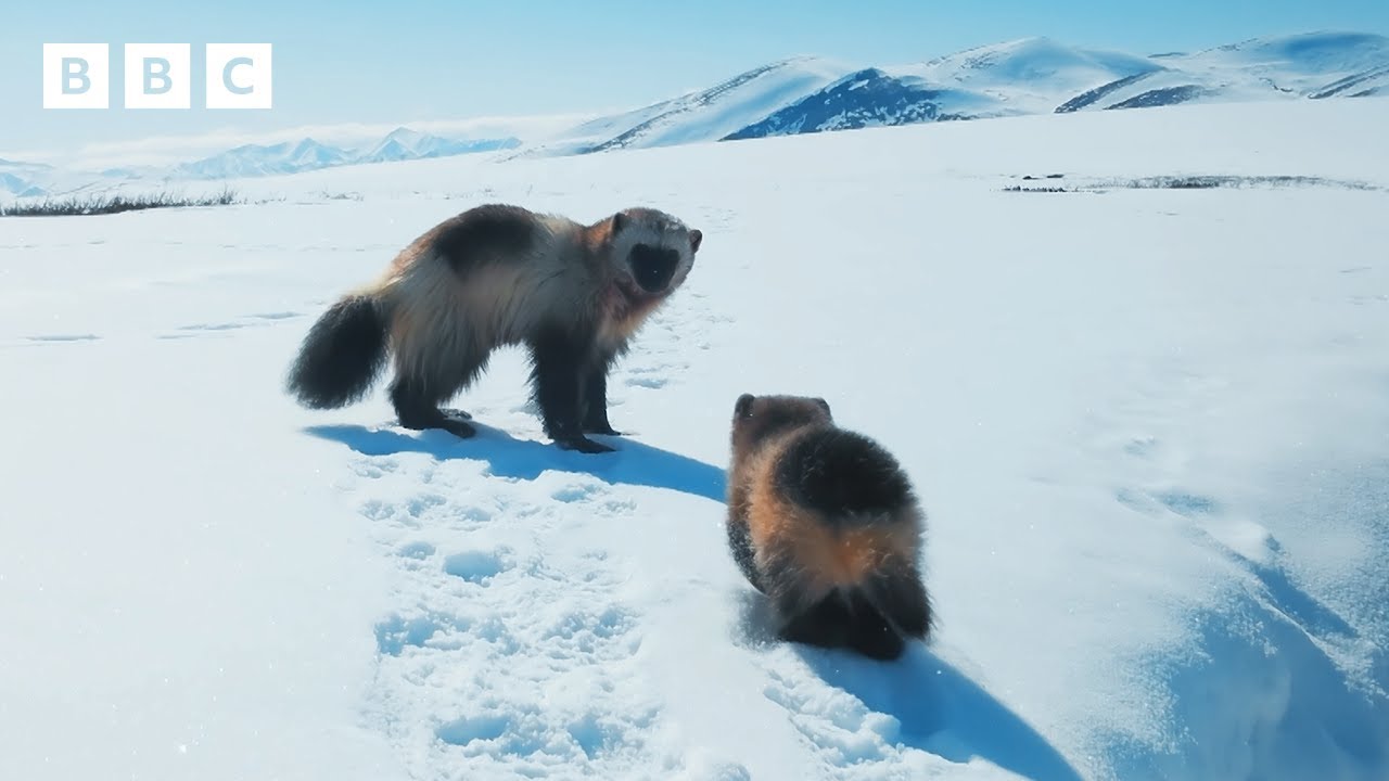 Incredible first look at a baby wolverine 🥹 | Mammals - BBC