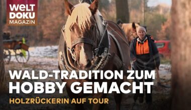 TRADITIONELLE HOBBYS: Holzrücken im bayerischen Ellingen - Rosserin mit Zossen auf Holzrücker-Tour