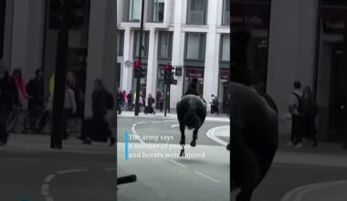 Military horses running loose in central London | DW News