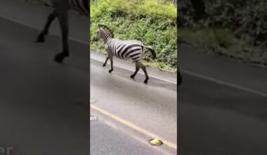 WASHINGTON: Ausgebüxte Zebras legen den Verkehr lahm! | WELT #shorts