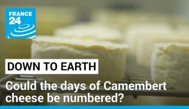 Could the days of Camembert cheese be numbered? • FRANCE 24 English