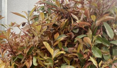 Red Robin (Photinia) retten