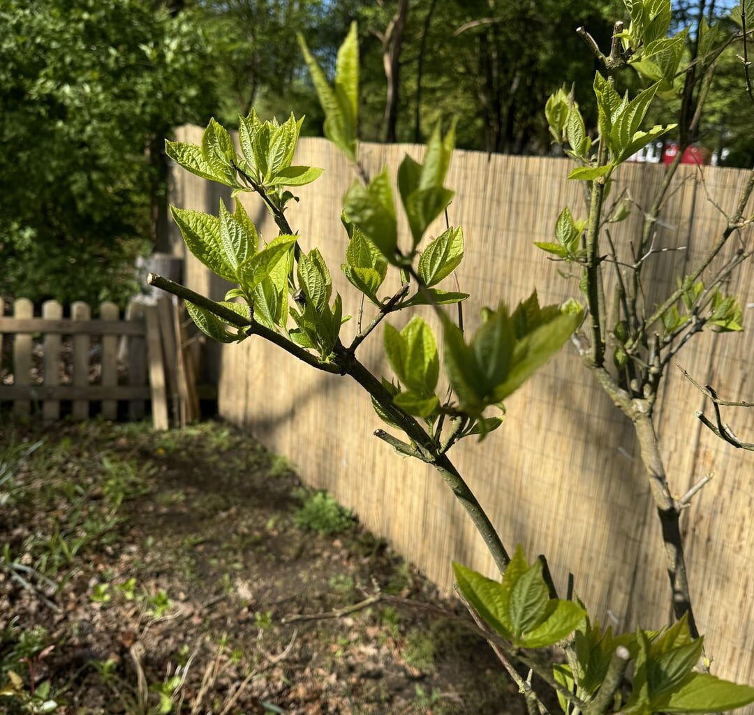 Strauch im neu übernommenen Schrebergarten