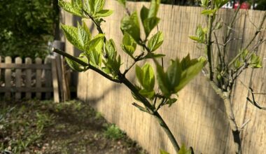 Strauch im neu übernommenen Schrebergarten