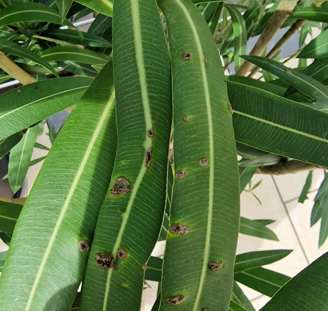 Hat unser Oleander eine Krankheit? Wenn ja, weiß jemand was das ist?