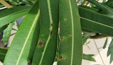 Hat unser Oleander eine Krankheit? Wenn ja, weiß jemand was das ist?