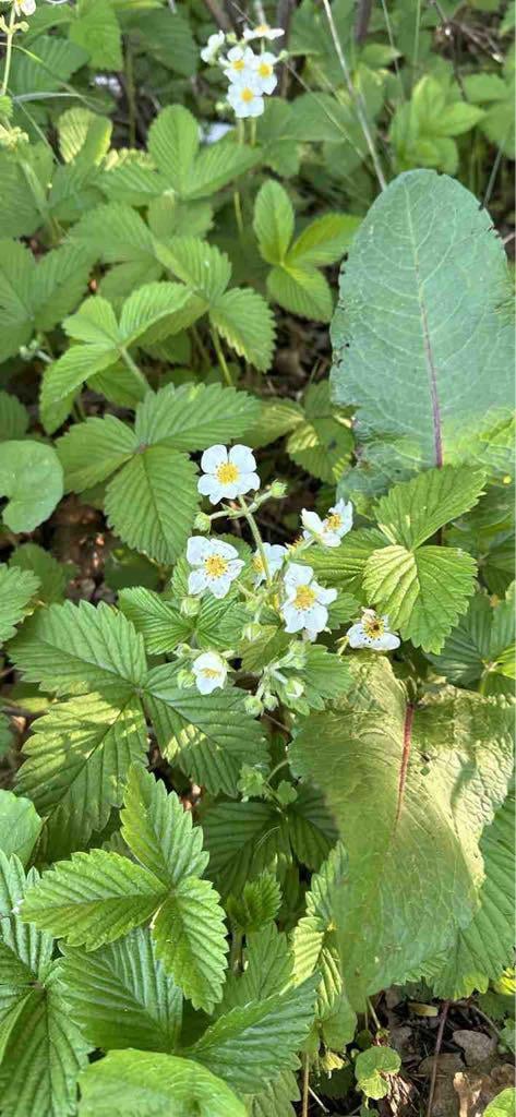 Wald-Erdbeere?