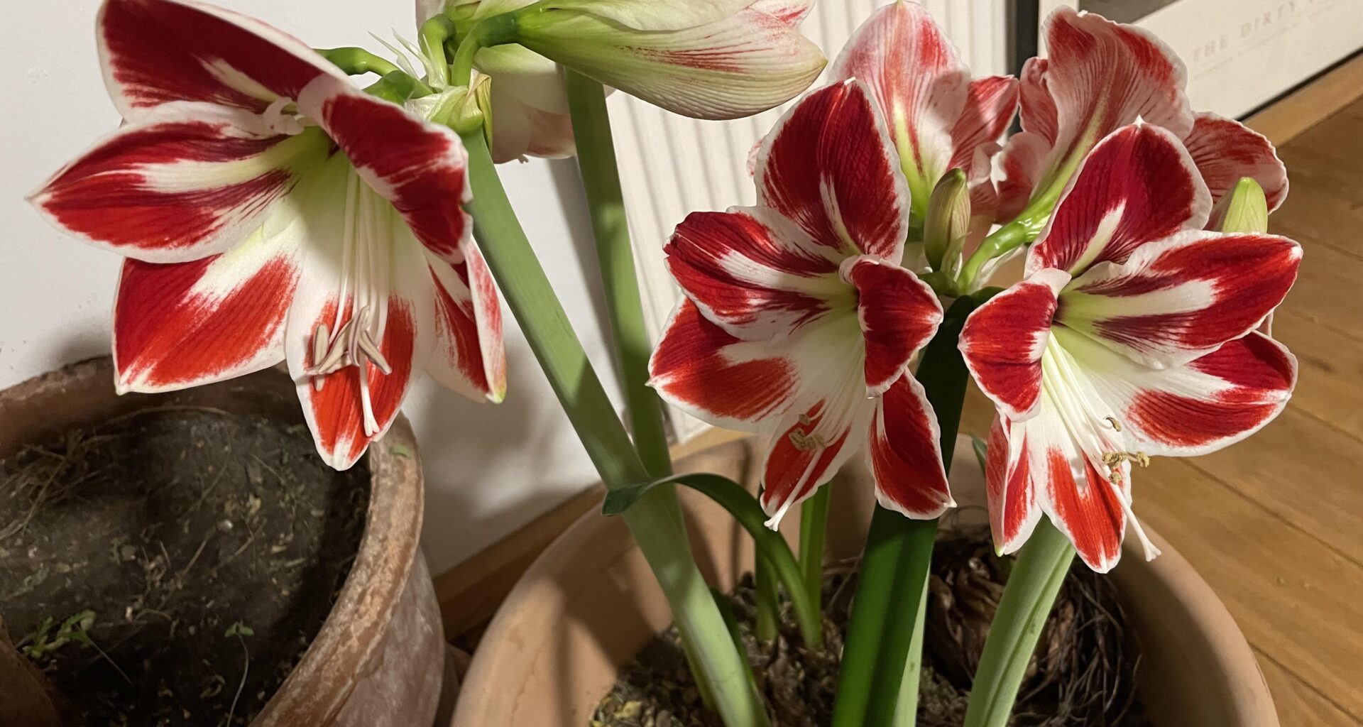 Amaryllis